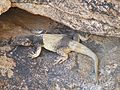 0703Chuckwalla
