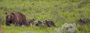 Archivo:399 with 4 cubs June 2020 near Signal Mountain Lodge