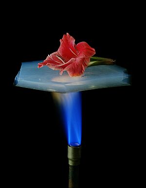 Archivo:Aerogelflower