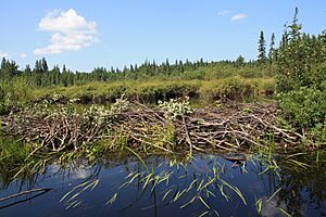Archivo:AlgonquinBeaverDam