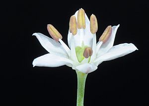 Archivo:Allium tuberosum by Taraxacumseeds 02