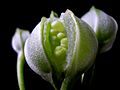 Alstroemeria pod opening
