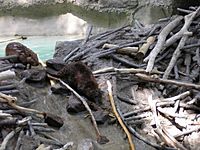 Archivo:American Beavers at the National Zoo
