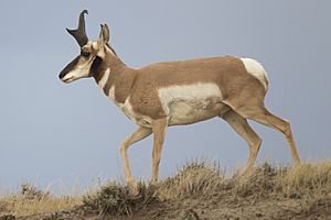 Archivo:Antilocapra americana male (Wyoming, 2012)