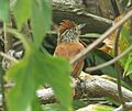 Antshrike (Henry Pittier, Venezuela)