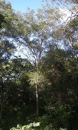 Archidendropsis thozetiana.jpg