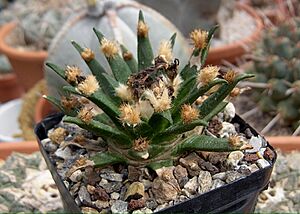 Archivo:Ariocarpus agavoides2