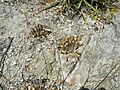 Ariocarpus trigonus v. elongatus (5664761856)