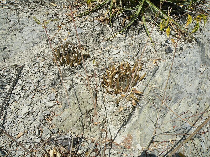 Ariocarpus trigonus v. elongatus (5664761856)