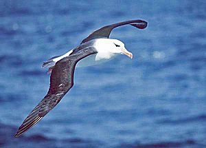 Archivo:Black-browed albatross