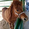Brown Pony