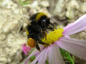 Archivo:Bumblebee 05