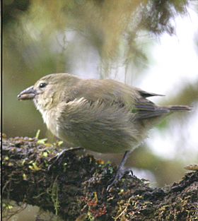 Camarhynchus pallidus composite (cropped).jpg