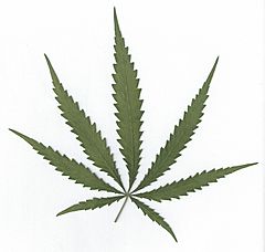 Archivo:Cannabis sativa leaf
