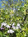 Carica chilensis (Planch. ex A. DC.) Solms by Pato Novoa - 002