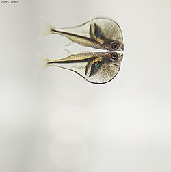 Carnegiella myersi.jpg