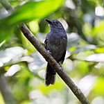 Archivo:Cercomacra tyrannina - Dusky Antbird (male)