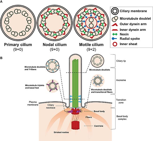 Cilia Primar Estruct