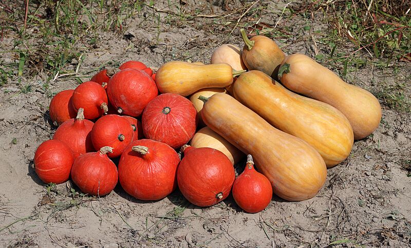 Cucurbita 2018 G1
