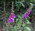 Digitalis purpurea A74084420240106