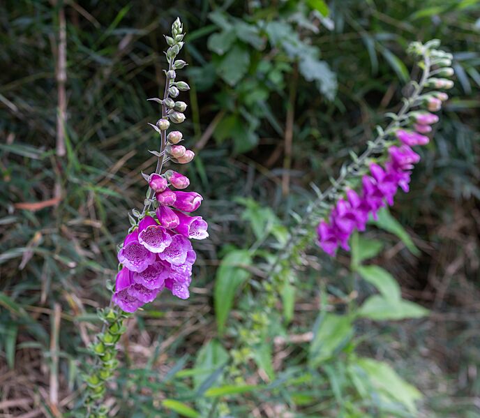 Digitalis purpurea A74084420240106