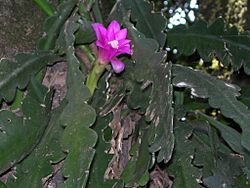 Disocactus macdougallii 3723131.jpg