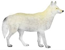 Canis lupus manningi para Niños