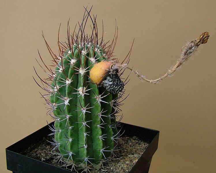 Echinopsis leucantha Khanon s200