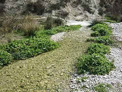 El río Verde a la altura de Tibi.JPG