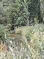 El rio Tuerto a su paso por Revilla de Cepeda