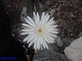 Flor 5