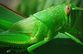 Grasshopper (2448635216)