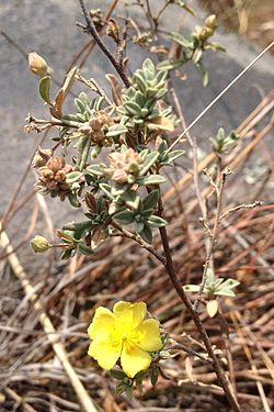 Archivo:Helianthemum glomeratum vista