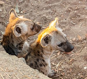 Archivo:Hienas manchadas (Crocuta crocuta), parque nacional Kruger, Sudáfrica, 2018-07-26, DD 03