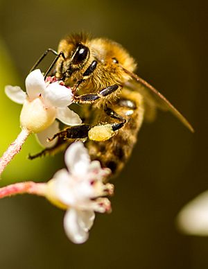 Honey bee on flower with pollen collected on rear leg.jpg