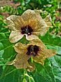 Hyoscyamus niger 0002