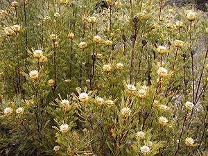 Archivo:Ianethifolius maranoa