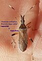 Juanita Vilas Marchant Stenocephalidae Heteroptera HemipteraP