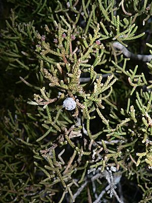 Archivo:Juniperus californica 00090