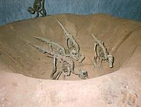Archivo:Juvenile Maiasauras