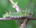 Limenitis camilla larva beentree