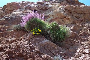 Archivo:Limonium Antirrhinum Asteriscus