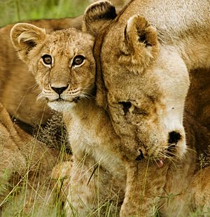 Archivo:Lion cub with mother - cropped