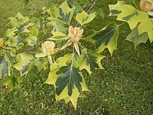 Archivo:Liriodendron tulipifera 'Aureomarginata' hojas