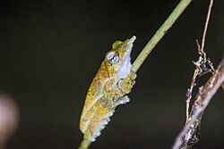 Litoria prora, North Fly, Papua New Guinea imported from iNaturalist photo 438506573.jpg