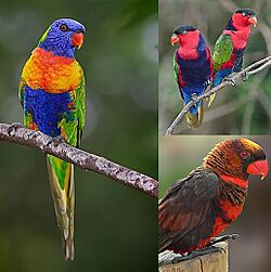 Lorikeets collage.jpg