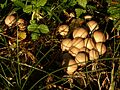 Lycoperdon pyriforme 060924a