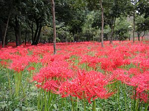 Archivo:Lycoris radiata Ans1