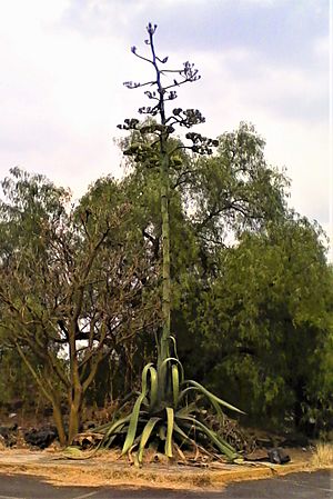 Archivo:Maguey o agave con quiote y flores