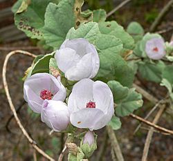 Malacothamnus fasciculatus var nuttallii 1.jpg